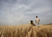 بالصور... حصاد القمح في ريف إدلب الجنوبي في سورية