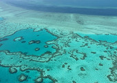 جزيئات الفحم تخنق الشعب المرجانية في استراليا