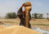 مصر تشتري 4.16 مليون طن من القمح المحلي منذ بدء موسم التوريد
