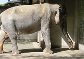 نفوق أكبر الفيلة سنا في اليابان عن 69 عاما 