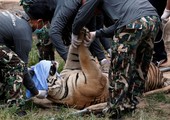 بالصور... نقل نمور من معبد شهير في تايلند بعد ضغوط دولية