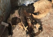 إلقاء جثث حيوانات نافقة على الطريق العام بالقرب من المستشفى البيطري   