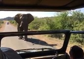 معركة بين فيل غاضب وسيارة أرنولد شوارزينغر