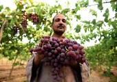 شاهد الصور... موسم حصاد العنب في قرية كفر الحاج داود المصرية