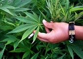 بدء بيع أدوية تحوي القنب الهندي في مقدونيا 