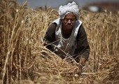 وزير: مصر تشتري نحو 5 ملايين طن قمح محلي