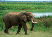 فيل يصعق نفسه بالكهرباء في حديقة وطنية بأوغندا