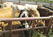 السعودية: تقارير حكومية تحذّر من ارتفاع نفوق الأبقار إلى 40 في المئة