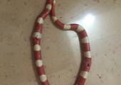 مواطن يقضي على أفعى من نوع variable sand snake ظهرت بمنزله في منطقة سند