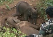 فيل صغير يمنع الاقتراب من أمه بعد مقتلها 