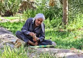 بالصور... الحاج حمزة آل إبراهيم يقوم بخرف الرطب (خنيزي) بإحدى مزارع قرية بوري