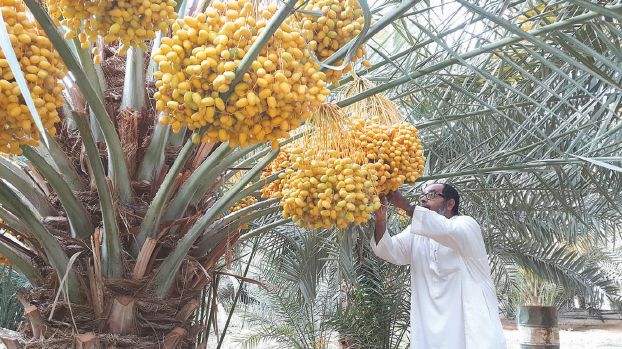 تربية الأغنام في الأحساء مهنة متوارثة عبر الأجيال ومهارة تقبل التطور العالمي. صحيفة الوسط مملكة البحرين