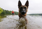علماء روس يمكنون الكلاب من التنفس تحت الماء