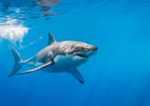 اسماك القرش البيضاء في جنوب افريقيا مهددة بالانقراض
