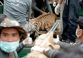 الصندوق العالمي للطبيعة يطالب باغلاق مواقع تربية النمور