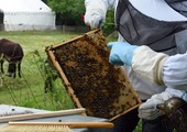 تربية النحل في الاوساط الحضرية تلقى رواجاً متزايداً في فرنسا