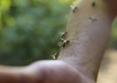 بالفيديو... مربِّي نحل بحريني يغطّي جسمه بمئات من النحل كتجربة أولى ويطمح لدخول موسوعة جينيس