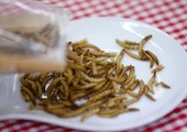 كوريا الجنوبية تشجع على أكل الحشرات