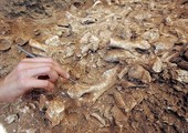 علماء الآثار يكتشفون كنزا في مقبرة بقبرص