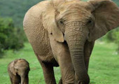 واق ذكري بالفلفل الحار... أحدث وسيلة لحماية الأفيال بتنزانيا