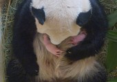 بالصور... ولادة صغيري باندا توأمين في حديقة حيوان في فيينا
