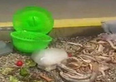 بالفيديو... ما هي حقيقة 