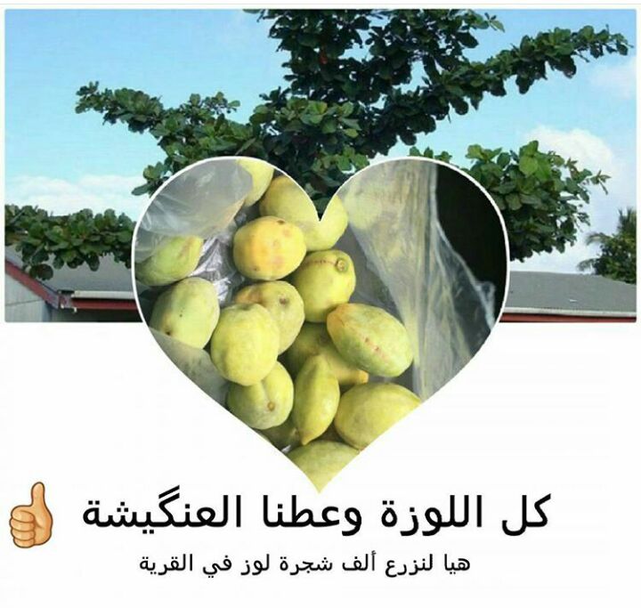 غسيل ملابس التوقيع نصف القطر طريقة زراعة اللوز Telekomburada Com