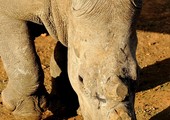 حديقة حيوانات سان دييغو تتلف قرون وحيد قرن بقيمة مليون دولار