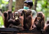 بالفيديو والصور: مدرسة أندونيسية لتعليم قردة يتيمة مهارات العيش في الغابات 