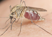 علاج جديد قيد الاختبار لانواع من الملاريا تقاوم العلاجات القديمة 