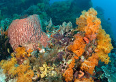 الأسماك في الحواجز المرجانية تصاب بالضغط النفسي بسبب العزلة 