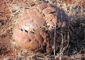 اتفاقية 