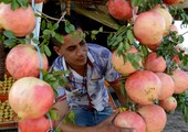 بالصور... رمان منطقة تستور التونسية مفيد للصحة وللاقتصاد