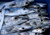 الأسماك في المياه العذبة أساسية للأمن الغذائي في دول العالم الثالث