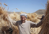 نحو «صفر جوع» للعرب