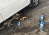 بالصور والفيديو... مواطن يعثر على كلب ضال بحال حرجة بالعكر الغربي ويحاول إنقاذه