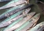 مواطنون يطالبون بمزيد من الرقابة على الأسماك المعروضة بالسوق المركزي  