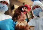 فرنسا تعلن عن أول إصابات بأنفلونزا الطيور