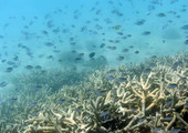 العلماء يسجلون أسوأ تكلس في الحاجز المرجاني العظيم حتى الآن