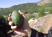 زراعة الافوكادو 