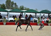 انطلاق مهرجان البحرين للجواد العربي في الثامن من ديسمبر الجاري