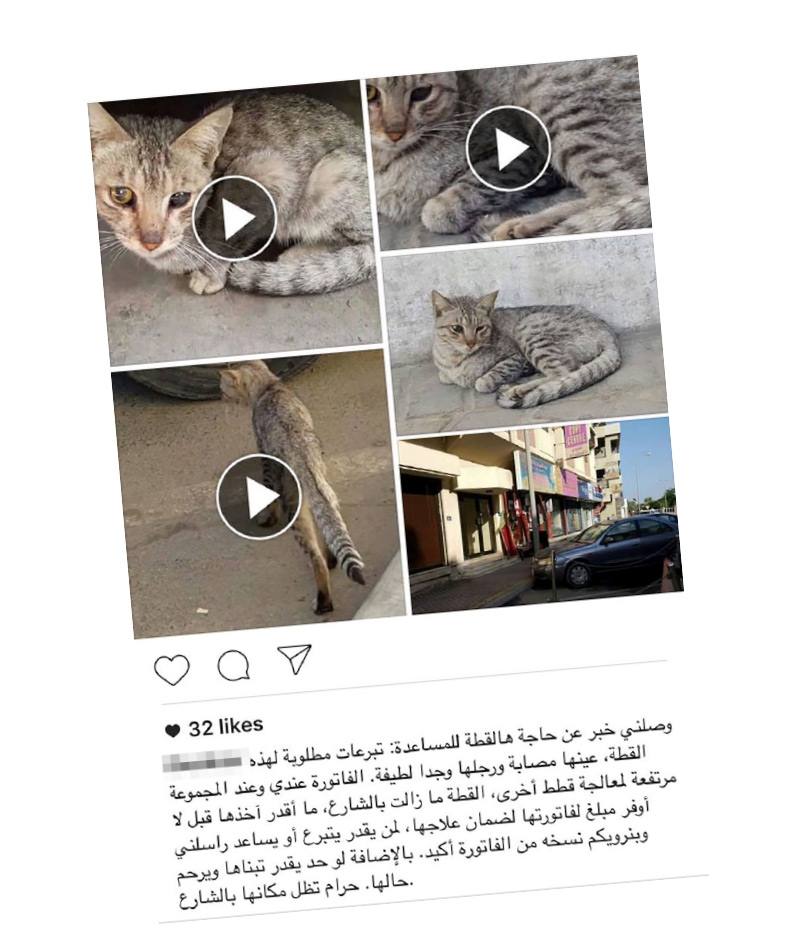 ﻿نشطاء الرفق بالحيوان يبحثون عن قطة مصابة... وبحرينية تتبرع لعلاجها