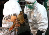 ظهور أول حالة انفلونزا طيور في ولاية تورينغن شرقي ألمانيا