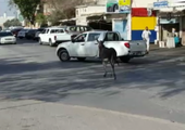 بالفيديو والصور... محاولات لاصطياد حمار هارب بمنطقة طشان