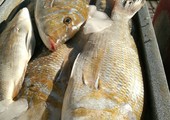 بالصور... الصافي يحافظ على سعره بدينار ونصف للكيلو وتفاوت بأسعار بقية الأسماك