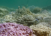 معظم الشعب المرجانية في العالم سوف تتعرض لعملية تبييض سنوية