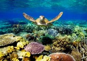 دراسة: معظم الشعب المرجانية ستتعرض لعملية تبييض سنوية خلال الـ26 عاما المقبلة 