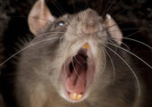 تجارب بأشعة الضوء تحول الفئران إلى حيوانات مفترسة