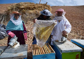 تربية النحل مصدر دخل وتمكين للنساء الأفغانيات 