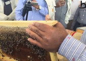 بالفيديو... كيف يتم تربية النحل؟